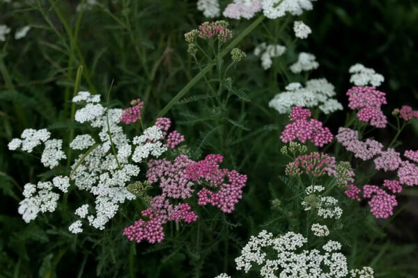 flora10 flora10
