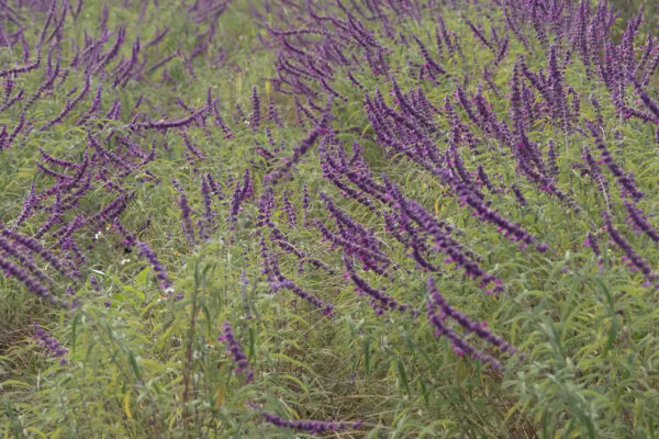 flora4 flora4