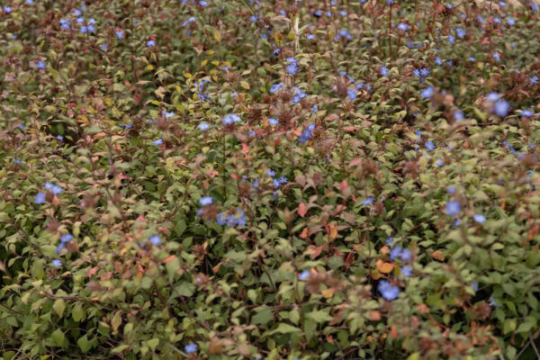 flora5 flora5